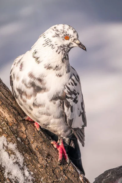 Pigeon Blanc Gris Assis Sur Une Branche Pigeon Domestique Fond — Photo