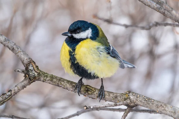 Cute bird Great tit, songbird sitting on a branch without leaves in the autumn or winter. Parus major