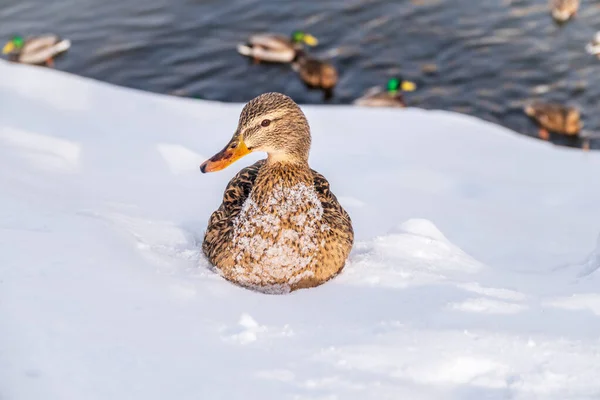 Entenweibchen Sitzt Auf Dem Weißen Schnee Stockente Lat Platyrhynchos — Stockfoto