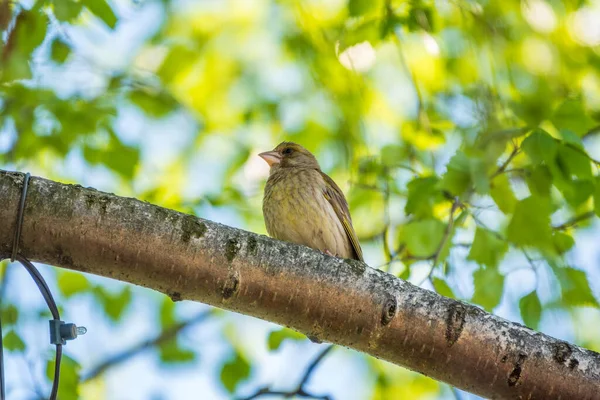 Grön Och Gul Sångfågel Europeisk Grönfink Som Sitter Gren Våren — Stockfoto