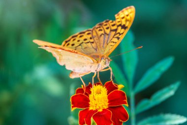 Koyu yeşil sürmeli kelebek çiçeğin nektarını toplar. Speyeria aglaja, Nymphalidae familyasından bir kelebek türü..