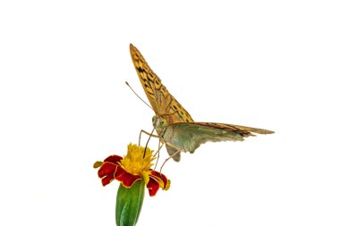 Koyu yeşil sürmeli kelebek, beyaz arka planda izole edilmiş çiçek nektarı toplar. Speyeria aglaja, Nymphalidae familyasından bir kelebek türü..
