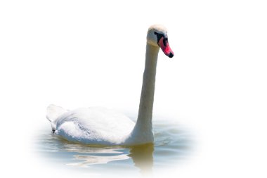 Beyaz arka planda izole bir şekilde gölde yüzen zarif beyaz kuğu. Gölde yüzen beyaz bir kuğunun portresi. Dilsiz kuğu, Latince adı Cygnus olor.