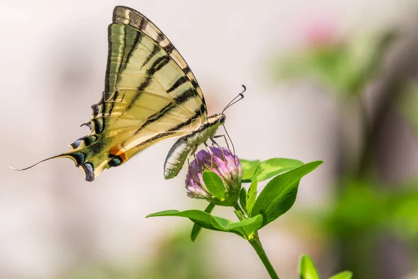 Borboleta Bonita Scarce Swallowtail Vela Swallowtail Pear Árvore Swallowtail Podalirius — Fotografia de Stock