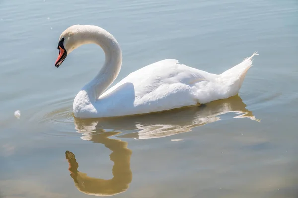 Grazioso Cigno Bianco Che Nuota Nel Lago Cigni Natura Ritratto — Foto Stock