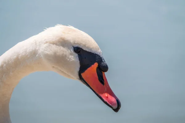 Портрет Изящного Белого Лебедя Длинной Шеей Синем Водном Фоне Немой — стоковое фото