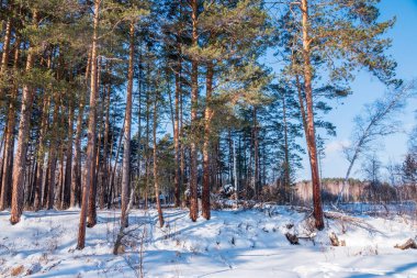 Çam ve parlak güneşli bir kış ormandaki huş