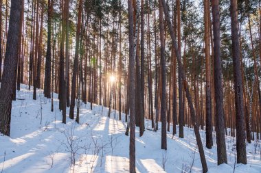 Güzel kış manzarası. Kış ormanları. Güneş ışınları kış ormanlarındaki ağaçların arasından geçer. Güneşli bir günde, kış ormanında çam ve huş ağacı.