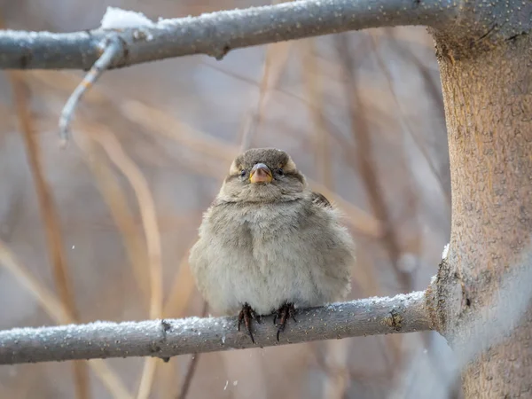 Sparrow Zit Een Tak Zonder Bladeren Sparrow Een Tak Herfst — Stockfoto