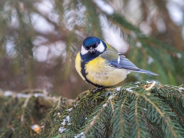 Cute Bird Great Tit Songbird Sitting Fir Branch Snow Winter — Photo