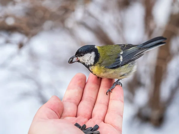 Tit Sits Man Hand Eats Seeds Taking Care Birds Winter — Stock Fotó