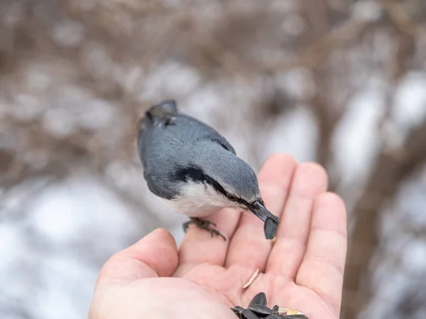 Nuthatch Eurasiatica Mangia Semi Dalla Mano Uomo Paglia Nuthatch Legno — Foto Stock