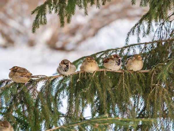 Five Sparrows Zit Een Dennentak Sparrows Een Tak Herfst Winter — Stockfoto