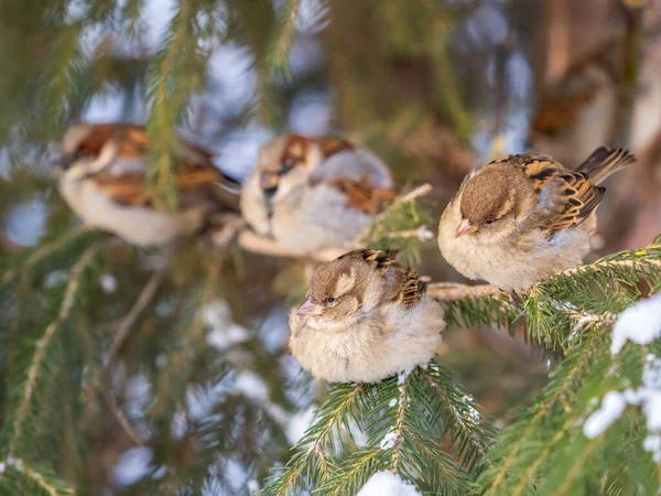 Patru Sparrows Stă Ramură Brad Sparrows Ramură Toamnă Sau Iarnă — Fotografie, imagine de stoc