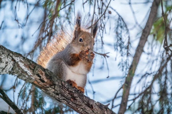 Eekhoorn Met Noot Zit Winter Late Herfst Aan Een Boom — Stockfoto