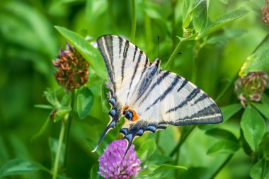 Güzel Kelebek Kırlangıç Kuyruğu, Yılan Kuyruğu, Armut Ağacı Kırlangıç, Podalirius. Kelebek yelkenli Papilionidae familyasından. Latince Iphiclides podaliriu. Kelebek çiçekten nektar toplar
