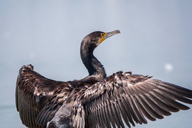 Büyük karabatak, Phalacrocorax karbonhidrat taşın üzerinde oturur ve kanatlarını rüzgarda kurutur. Büyük karabatak, Phalacrocorax karbonhidrat, büyük siyah karabatak, ya da siyah sevişme olarak bilinir..