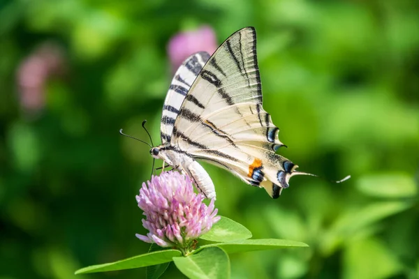 Borboleta Bonita Scarce Swallowtail Vela Swallowtail Pear Árvore Swallowtail Podalirius — Fotografia de Stock