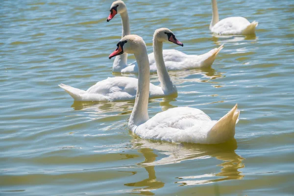 一大群优雅的白天鹅在湖中游泳 天鹅在野外游动 沉默的天鹅 叫天鹅绒色 — 图库照片