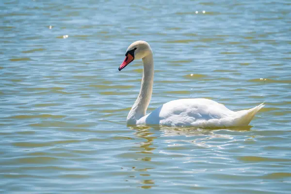 Elegante Cisne Blanco Nadando Lago Cisnes Naturaleza Retrato Cisne Blanco —  Fotos de Stock