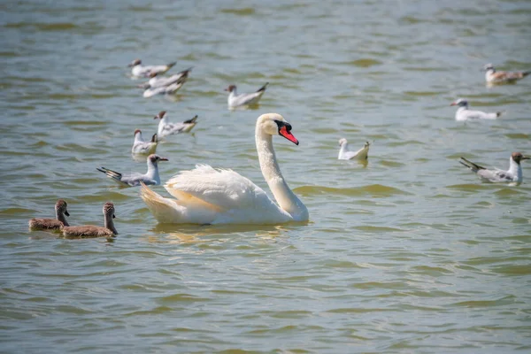 Ein Weiblicher Höckerschwan Cygnus Olor Schwimmt Mit Seinem Neugeborenen Baby — Stockfoto