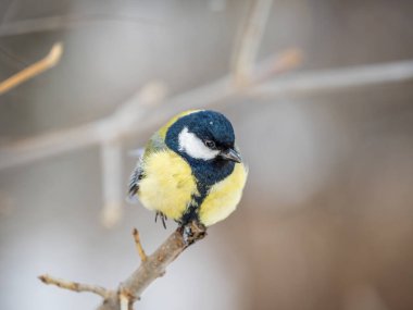 Cute bird Great tit, songbird sitting on a branch without leaves in the autumn or winter. Parus major