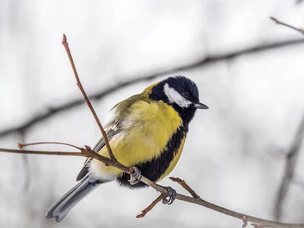 Cute Bird Great Tit Songbird Sitting Branch Leaves Autumn Winter — Stock fotografie