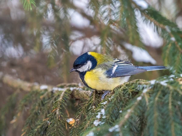Cute Bird Great Tit Songbird Sitting Fir Branch Snow Winter — 스톡 사진