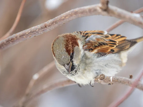 Sparrow Zit Een Tak Zonder Bladeren Sparrow Een Tak Herfst — Stockfoto