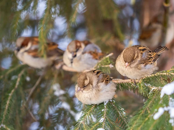 Four Sparrows Zit Een Dennentak Sparrows Een Tak Herfst Winter — Stockfoto