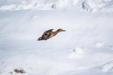 Mallard Duck karlı nehir kıyısında uçuyor. Mallard Duck, kadın.