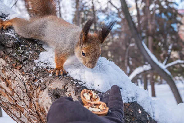 Écureuil Hiver Mangeant Des Noix Main Homme Prendre Soin Des — Photo