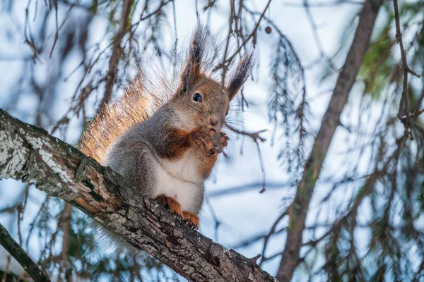 Esquilo Com Noz Senta Árvore Inverno Final Outono Esquilo Vermelho — Fotografia de Stock