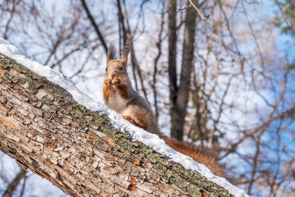 The squirrel with nut sits on tree in the winter or late autumn. Eurasian red squirrel, Sciurus vulgaris.