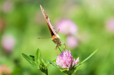 Koyu yeşil sürmeli kelebek çiçeğin nektarını toplar. Speyeria aglaja, Nymphalidae familyasından bir kelebek türü..