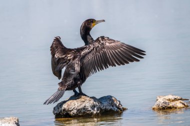 Büyük karabatak, Phalacrocorax karbonhidrat taşın üzerinde oturur ve kanatlarını rüzgarda kurutur. Büyük karabatak, Phalacrocorax karbonhidrat, büyük siyah karabatak, ya da siyah sevişme olarak bilinir..