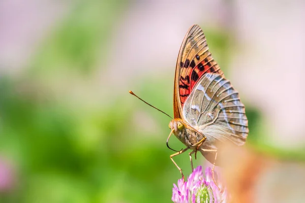 Koyu Yeşil Sürmeli Kelebek Çiçeğin Nektarını Toplar Speyeria Aglaja Nymphalidae — Stok fotoğraf