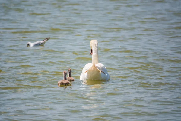 Cisne Mudo Hembra Cygnus Olor Nadando Lago Con Sus Recién — Foto de Stock