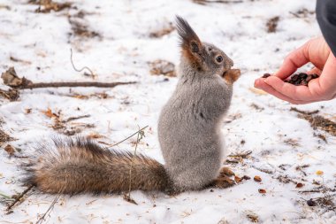Kışın sincap bir adamın elinden fındık yiyor. Kışın ya da sonbaharda hayvanlara bakmak. Avrasya kızıl sincabı, Sciurus vulgaris