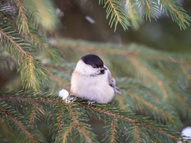 Cute bird The willow tit, song bird sitting on the fir branch. Willow tit perching on tree in winter. The willow tit, lat. Poecile montanus.