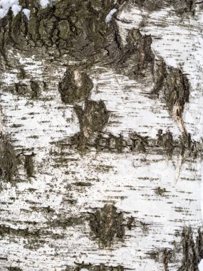 Ağaç kabuğu dokusu. Ağaç kabuğunun dokusu. Birch kabuk arka planı. Ağaç gövdesi, Betula pendula.