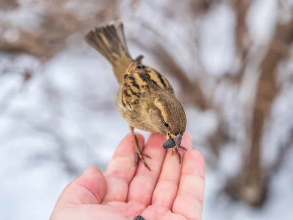 Sparrow Eet Zaden Uit Hand Van Een Man Een Mus — Stockfoto