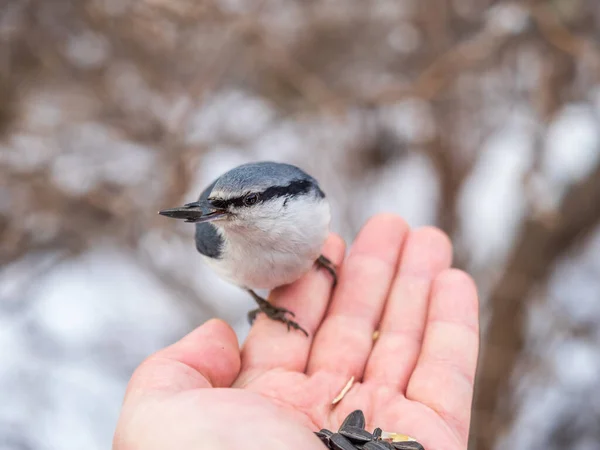 유라시아의 나방은 사람의 손에서 씨앗을 먹습니다 배고픈 새들은 겨울이나 가을에 — 스톡 사진