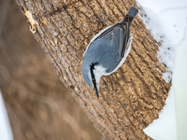 Eurasiatiska Nuthatch Eller Trä Nuthatch Lat Sitta Europaea Sitter Trädstam — Stockfoto