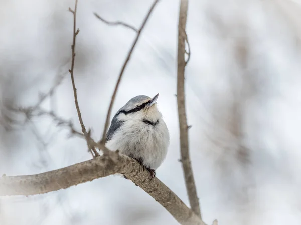 Nuthatch Euroasiático Nuthatch Madera Lat Sitta Europaea Sentada Sobre Una — Foto de Stock