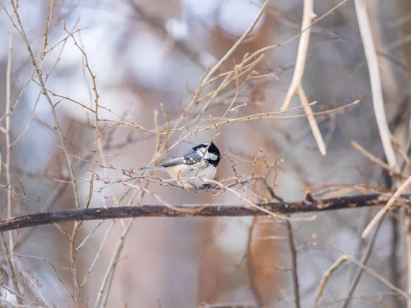 Beautiful Bird Coal Tit Sitting Branch Leaves Autumn Winter Coal — Stockfoto