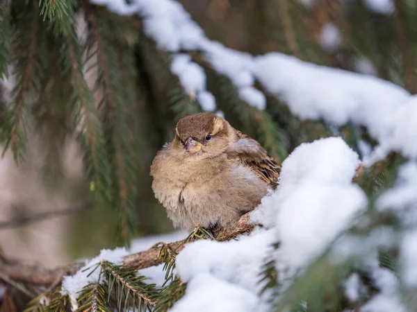 Sparrow Stă Ramură Brad Lumina Apusului Soare Sparrow Ramură Zăpadă — Fotografie, imagine de stoc