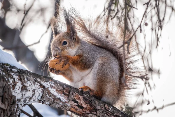 Squirrel Nut Sits Tree Winter Late Autumn Eurasian Red Squirrel — Stock Photo, Image