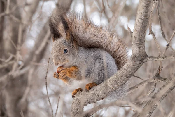 Squirrel Nut Sits Tree Winter Late Autumn Eurasian Red Squirrel — Stock Photo, Image