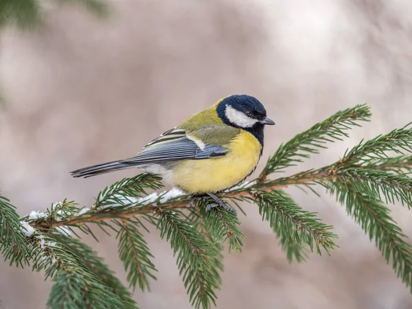 Cute Bird Great Tit Songbird Sitting Fir Branch Snow Winter ストックフォト